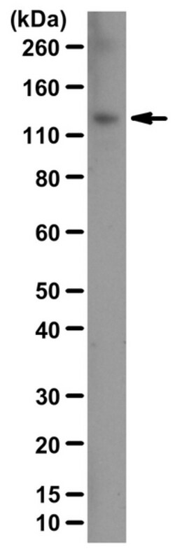 MilliporeSigma phospho-JAK1 (Tyr1022/1023), Rabbit, Unlabeled, Polyclonal, 100 &mu;L | Buy Online | MilliporeSigma&trade; | Fisher Scientific